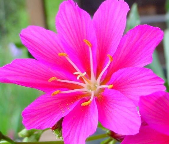 別墅花園設(shè)計(jì) 別墅花園設(shè)計(jì)