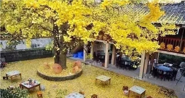 庭院景觀設計中常用的綠化景觀樹有哪些